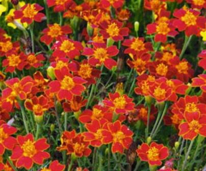 Tagetes tenuifolia 'Paprika' Сорта бархатцев для ландшафтного дизайна. Фото и описание