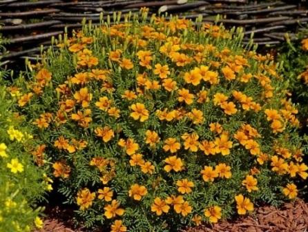 Tagetes tenuifolia 'Tangerine' фото