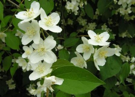  Philadelphus latifolius - Чубушник широколистный