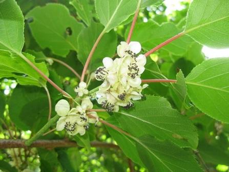 Actinidia arguta