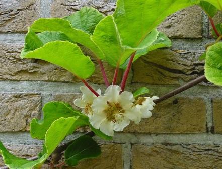 Actinidia chinensis