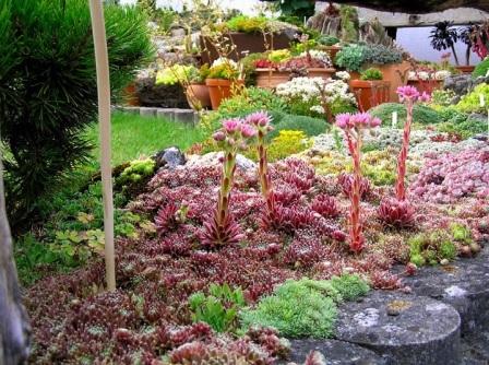 Sempervivum arachnoideum