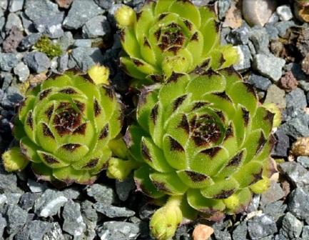 Sempervivum cantabricum