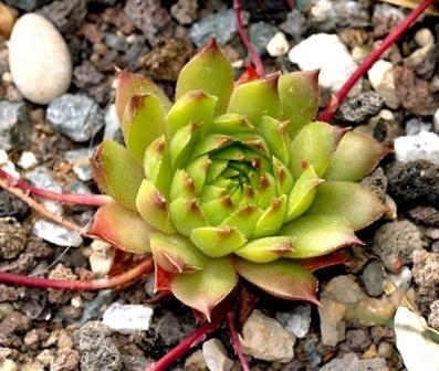 Sempervivum caucasicum