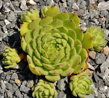 Молодило Sempervivum davisii вставить