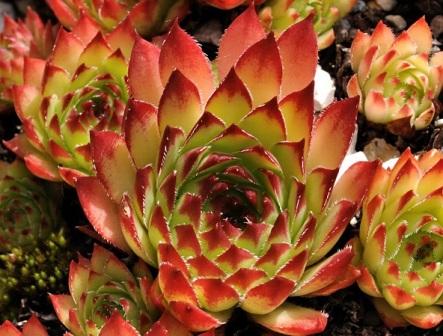 Sempervivum marmoreum