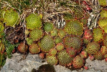 Sempervivum montanum