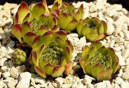 Sempervivum ruthenicum