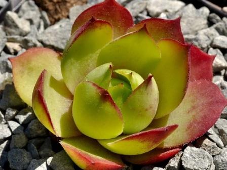 Молодило Sempervivum wulfenii посадка и уход