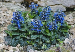 Ajuga pyramidalis 'Metallica Crispa'