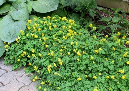 Хохлатка желтая - Corydalis lutea