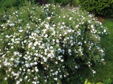 POTENTILLA FRUTICOSA 'ABBOTSWOOD'