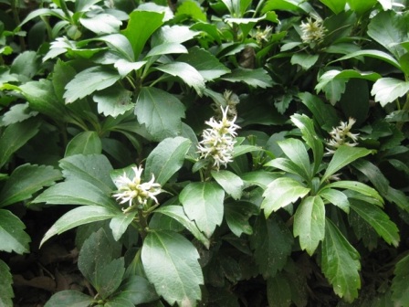 Пахизандра верхушечная - Pachysandra terminalis