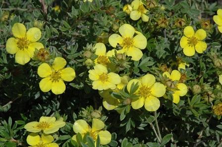 Potentilla fruticosa 'Gold Star'