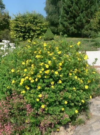 Potentilla fruticosa 'Goldfinger'