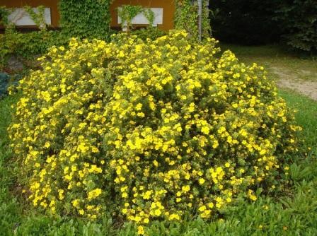 Potentilla fruticosa 'Kobold'