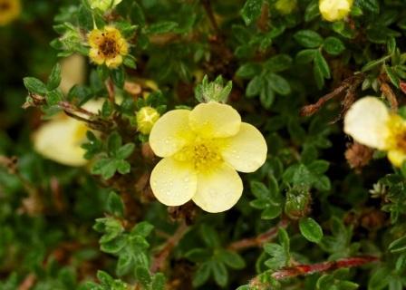 Potentilla fruticosa 'Primrose Beauty'