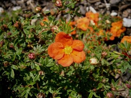 Potentilla fruticosa 'Red Ace'