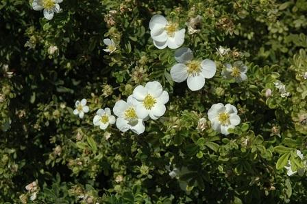 Potentilla fruticosa 'Snowbird'