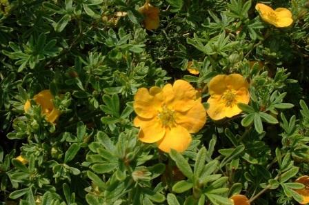 Potentilla fruticosa 'Tangerine'