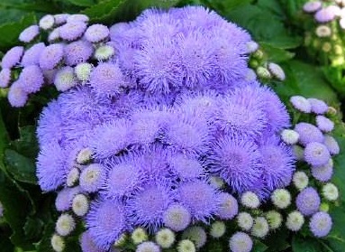 Ageratum houstonianum 'Hawaii Sky Blue'