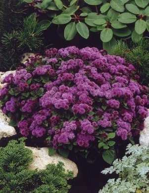 Ageratum  'Purple Fields' фото