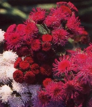 Ageratum houstonianum 'Red Sea'