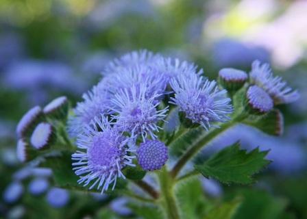 Ageratum houstonianum