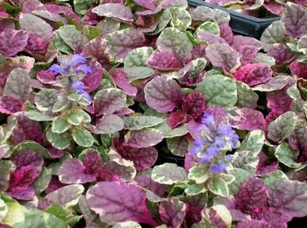 Ajuga reptans 'Multicolor' посадка и уход