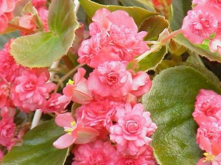 Begonia semperflorens-cultorum Doublet `Red` размножение