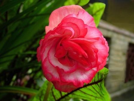 Begonia x tuberhybrida Voss  'Spanish Lady' размножение