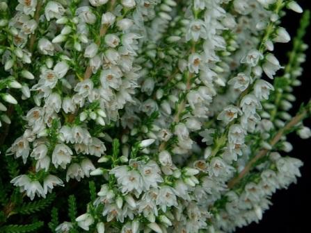 Calluna vulgaris 'Alba'
