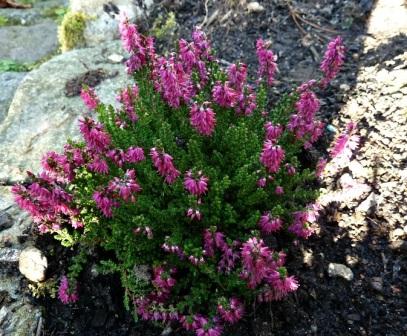 Calluna vulgaris 'Allegro'