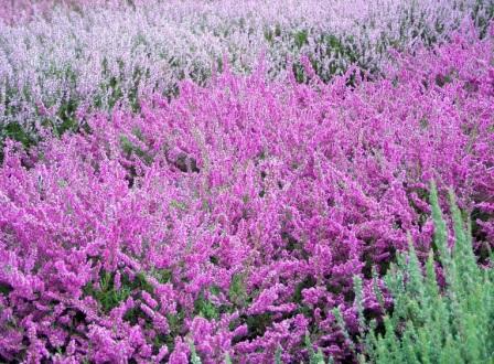 Calluna vulgaris 'Carmen'