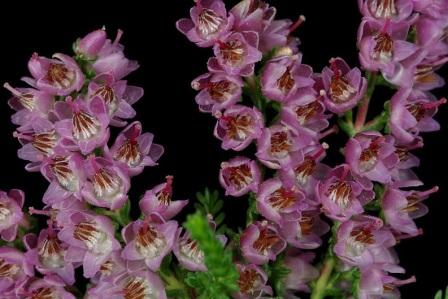 Calluna vulgaris 'Darkness'