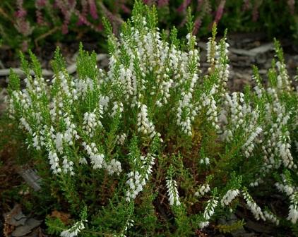 Calluna vulgaris `Hammondii`