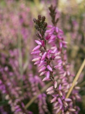 Calluna vulgaris 'Marleen'