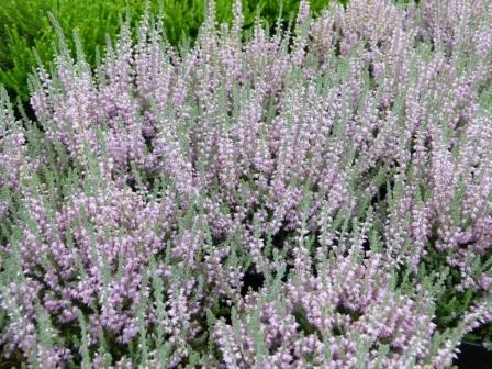 Calluna vulgaris 'Silver knight'