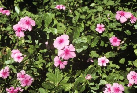 Catharanthus Roseus