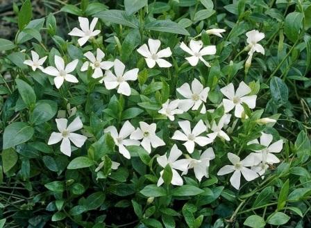 Vinca minor 'Alba' уход