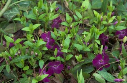 Vinca minor 'Atropurpurea' уход