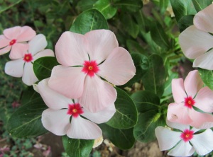 Барвинок посадка и уход в открытом грунте