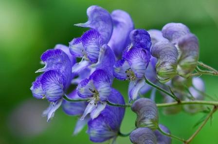 Aconitum variegatum