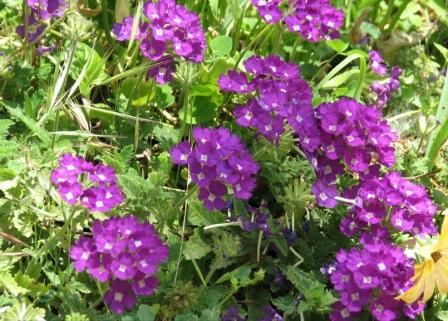 Вербена Verbena hybrida выращивание и уход