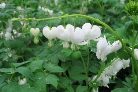 Dicentra spectabilis 'Alba' посадка и уход в открытом грунте