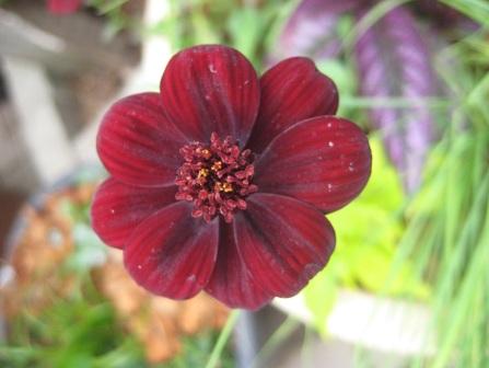 Cosmos atrosanguineus посадка и уход