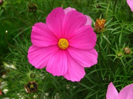 Cosmos bipinnatus посадка и уход