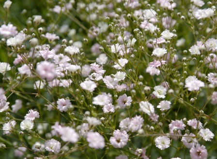 Gypsophila paniculata 'Pink Fairy' уход