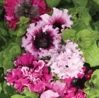 Petunia 'Superbissima' выращивание из семян Petunia hybrida grandiflora 'Superbissima'