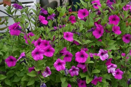Petunia integrifolia выращивание в домашних условиях Petunia integrifolia 'Wild Petunia'